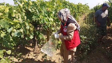 Salihli'de üzüm bağlarına pestisit denetimi
