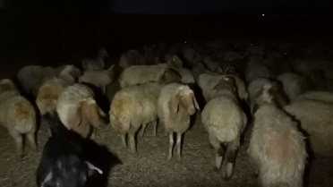 Kurt Sürüsü Koyun Sürüsüne Saldı