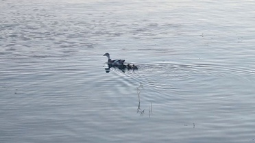 Pelitözü Gölpark'ta Yine Ördek Yavruları