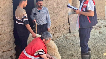 Küçükbaş Hayvancılık Projesi Devam Ediyor