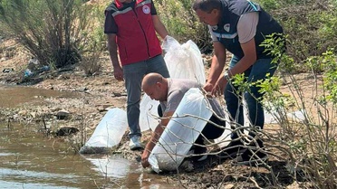Soma'da 250 Bin Sazan Yavrusu Salındı