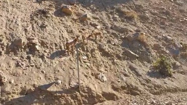 Tunceli'de nesli tehlikedeki dağ keçileri yolda