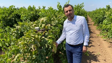 Üzüm Üreticileri TMO'dan Fiyat Bekliyor