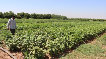 Şanlıurfa'da Yerli Tohum Gelişimi