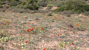 Kuraklık Namaqualand Çiçeklerini Tehdit Ediyor