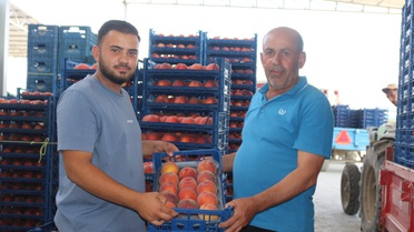 Çivril Şeftalisinde İhracat Sorunları
