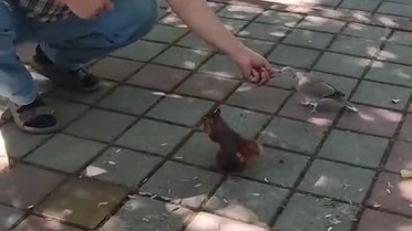 İnegöl'de Sincap ve Kumruya Sevgi