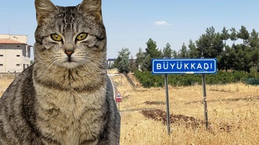 Kedinin ısırdığı çocuk entübe edildi