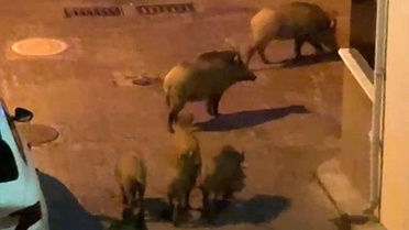 Kuşadası'nda Yaban Domuzları Tedirginlik Yarattı