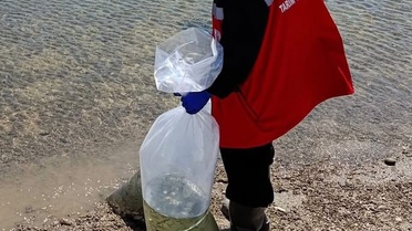 Hayrabolu'da 150 Bin Balık Salındı