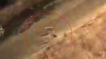 Baykan'da Köpeklerin Kediye Saldırısı
