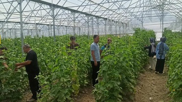 Öğrenciler Tarımda Uygulamalı Staj Yapıyor