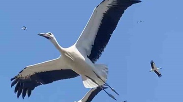 Hatay'da Leyleklerin Görsel Şöleni