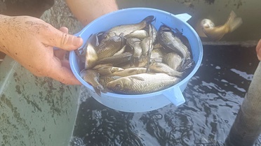 603 Bin Sazan Yavrusu Tekirdağ'a Bırakıldı