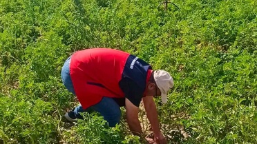 Afyonkarahisar'da Tarımsal Verim Değerlendirmesi