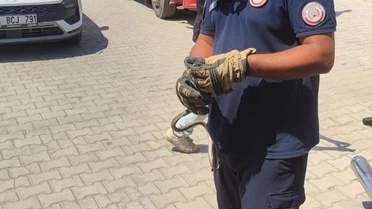 Yılanlar Güvenle Yakalandı