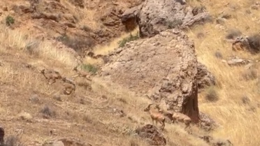 Arapgir'de Yaban Keçileri Görüntülendi