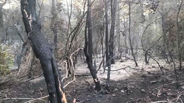 Marmaris'te Orman Yangını Kontrol Altında