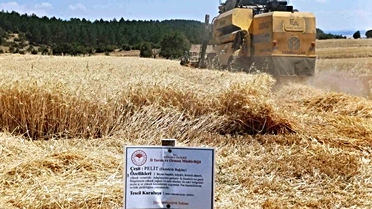 Çavdarhisar'da Yerli Tohum Hasadı Yapıldı