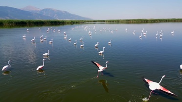 Eber Gölü'nde Flamingo Şöleni