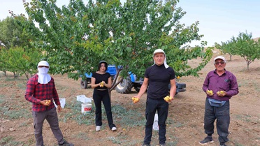 Susuz Tarım ile Kayısı Üretimi Başarıya Ulaştı