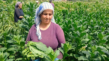 Taşova'da Tütün Hasadı Başladı