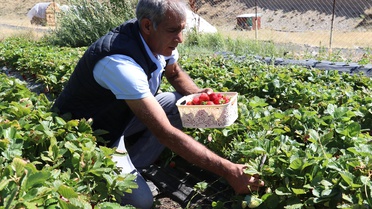 Ağrı'da Çilek Hasadı Başladı