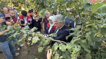 Düzce’de fındık hasat şenliği