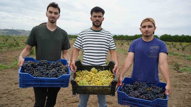 Üzüm Hasadı Başladı