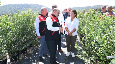 Gönen'de Yaban Mersini Hasadı