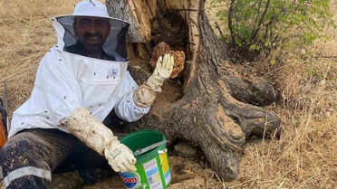 Lice'de Ağaç Kovuklarından Bal Çıkarıldı