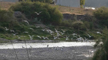 Osmaniye'de Göçmen Kuşlar Coşkusu