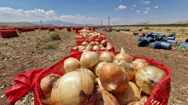 Karaman'da Soğan Hasadı Başladı