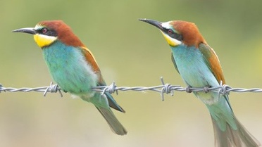 Savcı Vedat Soğukpınar'ın Kuş Fotoğrafçılığı