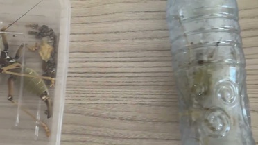 Nemrut Dağı'nda Biyokaçakçılara Ceza
