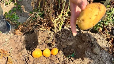 Afyonkarahisar'da Patates Kontrolleri Devam Ediyor