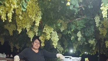 Sarıgöl'de Gece Üzüm Hasadı