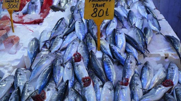Samsun'da Palamut Bolluğu