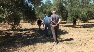 Zeytin Üreticilerinden Devlet Desteği Talebi