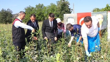Çiçek Bamyası Hasadı Etkinliği