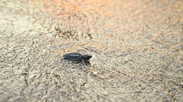 Caretta Caretta Yavruları Denize Kavuştu