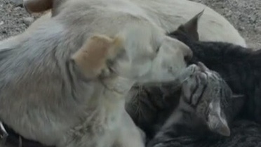 Köpek Yavru Kedilere Anne Şefkati Gösterdi
