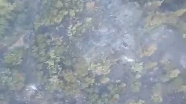 Sındırgı'da orman yangınına geniş çaplı müdahale