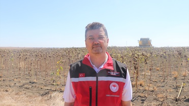 Tekirdağ'da Ayçiçeği Çeşitleri Denemesi