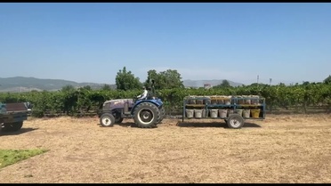 Manisa'da Üzüm Üreticileri TMO'ya Tepki Gösterdi