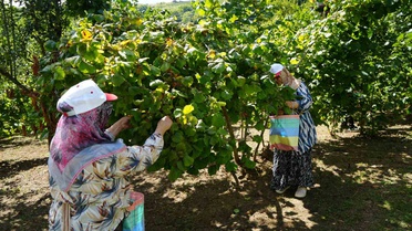 Yeşil altında orta kesim hasadı başladı: Samsun’da 115 bin ton fındık bekleniyor