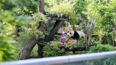 Berlin'deki Panda İkizleri İkinci Yaşına Girdi