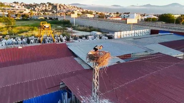 Kuşadası'nda Leylek Yuvası Sevinci ve Yaralı Kuşlar