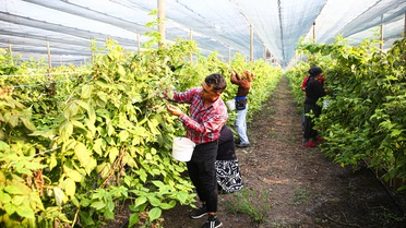 Adana'da Ahududu İhracatı Başladı