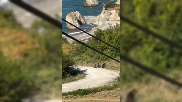 Sinop'ta Anne Ayı ve Yavruları Görüntülendi